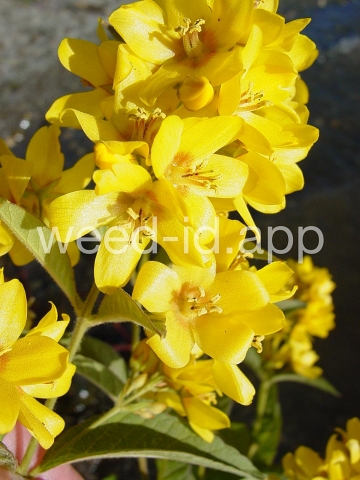 loosestrife, garden